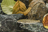 Common barbel (Barbus barbus) in its natural environment, Piedmont, Italy