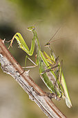 Mating of Praying Mantis (Mantis religiosa) on dry twig, Liguria, Italy