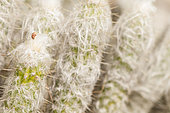 Detail of Old Man of the Andes (Morawetzia doelziana), Liguria, Italy