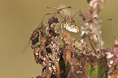 Harvestman (Phalangium opilio) walking on the bush, Liguria, Italy