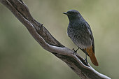 Male of Black Redstart (Phoenicurus ochruros) perched on dry branch, Liguria, Italy