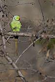 Adult male of Rose-ringed Parakeet (Psittacula krameri) resting on branch in the morning, Liguria, Italy