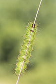 Caterpillar of small emperor moth (Saturnia Pavoniella) perched on dry twig in habitat, Piedmont, Italy