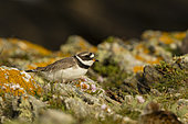 Common Ringed Plover (Charadrius hiaticula) male, Golfe du Morbihan, Southern Brittany, France