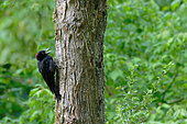 Black Woodpecker (Dryocopus martius) female calling on a trunk in a Loire Valley forest, Pouilly-sur-Loire region, Loire Valley, France