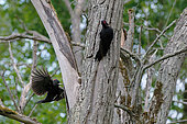 Black Woodpeckers (Dryocopus martius) on a dead tree trunk in the Loire Valley, Pouilly-sur-Loire region, Loire Valley, France