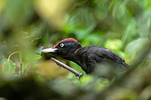 Black Woodpecker (Dryocopus martius) on a branch in a Loire Valley forest, Pouily-sur-Loire region, Loire Valley, France