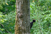 Black Woodpecker (Dryocopus martius) on a trunk in a Loire Valley forest, Pouilly-sur-Loire region, Loire Valley, France