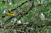 Erasian golden oriole (Oriolus oriolus) Female having caught a praying mantis to give to her young, Pouilly-sur-Loire, Loire Valley, France