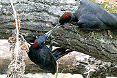 Black Woodpecker (Dryocopus martius), Two juveniles beaking on a trunk, Loire branch, Pouilly-sur-Loire region, France