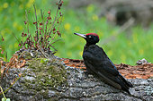 Black Woodpecker (Dryocopus martius) Male on its stump, Pouilly-sur-Loire region, Loire Valley, France