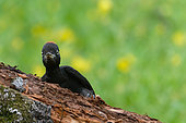 Black Woodpecker (Dryocopus martius) on a stump, Pouilly-sur-Loire region, Loire Valley, France