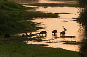 Herd of Eurasian Wild Boar (Sus scrofa) at dawn in a branch of the Loire near Cosne-sur-Loire, Loire Valley, France.