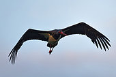 Black stork (Ciconia nigra) in flight over the Loire, Cosne-sur-Loire region, Loire Valley, France