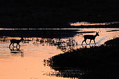 Roe deer (Capreolus capreolus) walking in the water at dawn, Cosne-sur-Loire region, Loire Valley, France