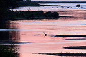 Grey Heron (Ardea cinerea) Heron at dawn in a branch of the Loire near Cosne-sur-Loire, Loire Valley, France