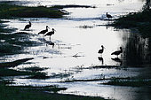 Black Storks (Ciconia nigra) at dawn in a branch of the Loire, Cosne-sur-Loire region, Loire Valley, France