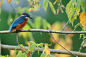 European kingfisher (Alcedo atthis) on a branch at the edge of an arm of the Loire, Loire Valley, France