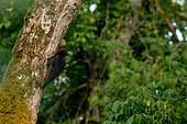 Male Black Woodpecker (Dryocopus martius) in the Loire Valley forest near Pouilly-sur-Loire, France
