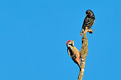 Great spotted woodpecker (Dendrocopos major) and European starling (Sturnus vulgaris) on a dead tree in a secondary branch of the Loire near Pouilly-sur-Loire, Loire Valley, France