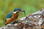 Kingfisher (Alcedo atthis) and its catch, Loire branch near Pouilly-sur-Loire, Loire Valley, France