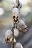Snapdragon (Antirrhinum majus), dry capsule fruits resembling gloomy skulls