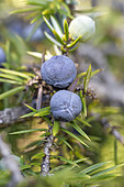 Juniper (Juniperus communis), berries ripening