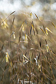 Giant feather grass (Stipa gigantea) flower spikes in may