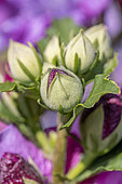 Woody Mallow (Hibiscus syriacus) flower buds