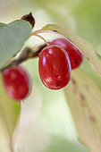 Japanese cornel (Cornus officinalis) fruits
