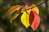 Bird cherry (Prunus padus) leaves in autumn colour