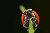 Seven-spott ladybird (Coccinella septempunctata) climbing a leaf stem, ventral view