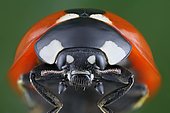 Close-up of a ladybird (Coccinella septempunctata) in frontal view