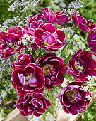 Tulipa Dream Touch