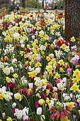 Colourful spring bulb mix