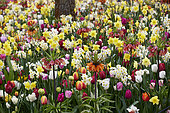 Colourful spring bulb mix