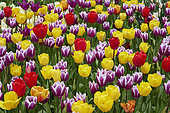 Tulipa mix Colourful Spring Tokyo