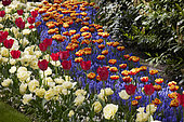 Mixed spring border, Tulipa Verona, Tulipa Shell