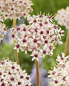 Allium Silver Spring