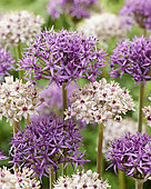 Allium Firmament, Allium Silver Spring