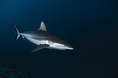 Grey reef shark (Carcharhinus amblyrhynchos) from the S pass. Mayotte