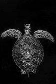Green turtle (Chelonia mydas) in black and white, Mayotte