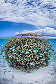 Coral ball sheltering a multitude of damselfish on the shore of the S-shaped pass. Mayotte