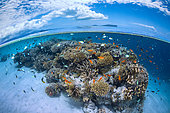 A coral patch brimming with life and biodiversity at the bend in the S-shaped pass. Mayotte