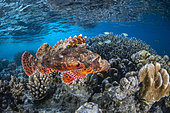 Tassled scorpionfish (Scorpaenopsis oxycephala) swimming near the S-shaped pass in search of a place to stalk, Mayotte