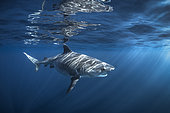 Tiger shark (Galeocerdo cuvier) subsurface female, Mayotte