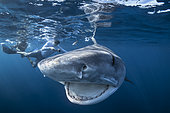 Tiger shark (Galeocerdo cuvier) subsurface female and divers, Mayotte