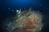 Diving in the twilight zone at a depth of almost 100 meters, Rebreather, Mayotte