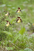 A group of lady’s slipper orchid (Cypripedium calceolus) growing in open woodland environment, Veneto, Italy