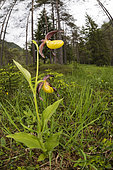 A single plant lady’s slipper orchid (Cypripedium calceolus) growing in open woodland environment, Veneto, Italy